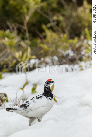 Male Thunderbird inhabiting Tateyama Male Thunderbird inhabiting Tateyama 41993026