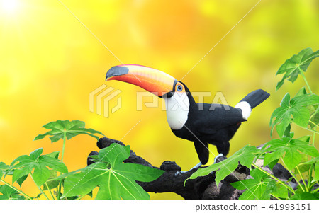 Horizontal banner with beautiful toucan bird 41993151