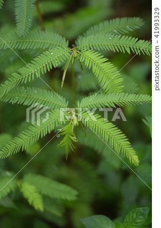 Kawaratetsu no leaves 41993329
