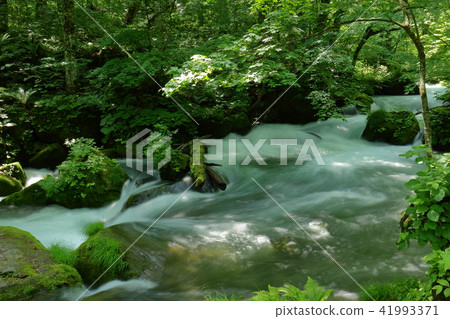 Oirase流 41993371
