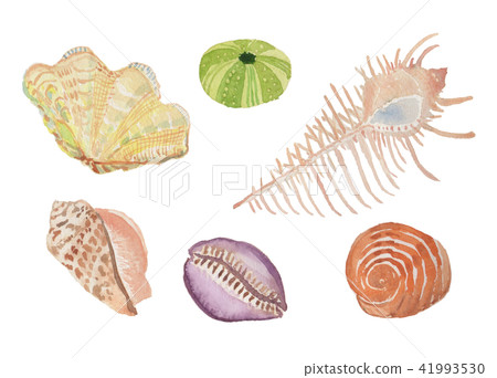shell, seashell, watercolour 41993530