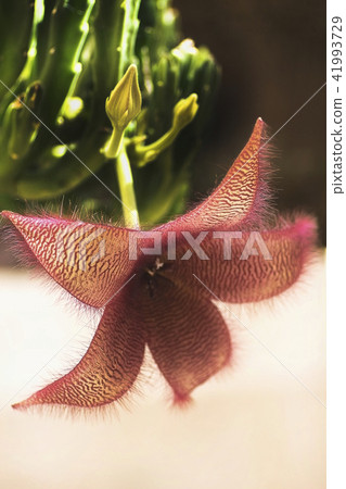 blossoming flower of a stapelia blossoming flower of a stapelia 41993729