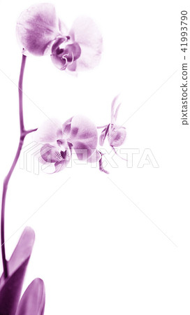 Phalaenopsis Pink white orchid flower in bloom Phalaenopsis Pink white orchid flower in bloom 41993790