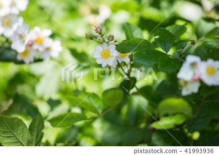 Oku-Nikko的Nomara 41993936