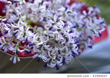 在夏天, 盛開的粉紅色和紫色美麗的苦楝花放在紅色的帽子裡 在夏天, 盛開的粉紅色和紫色美麗的苦楝花放在紅色的帽子裡 41994047
