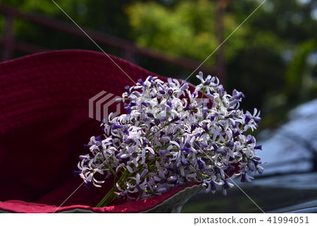 在夏天, 盛開的粉紅色和紫色美麗的苦楝花放在紅色的帽子裡 在夏天, 盛開的粉紅色和紫色美麗的苦楝花放在紅色的帽子裡 41994051