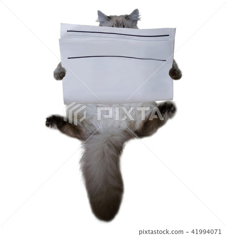 Cat with blank newspaper isolated on white Cat with blank newspaper isolated on white 41994071