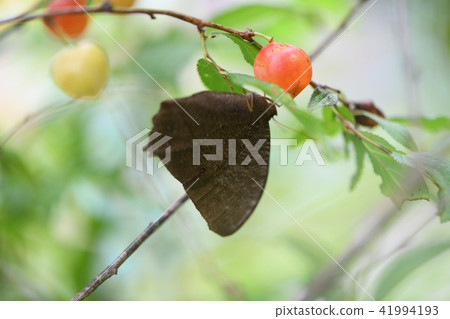 Croconoma蝴蝶和山櫻桃 41994193