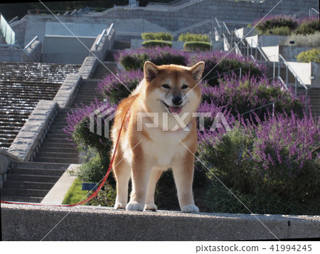 到Shiba Inu和Hundred Denen 41994245