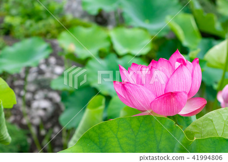 Shonaiji寺,靜岡縣伊豆之國市的蓮花 Shonaiji寺,靜岡縣伊豆之國市的蓮花 41994806