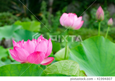 Shonaiji寺，靜岡縣伊豆之國市的蓮花 41994807