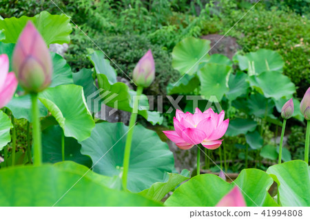 Shonaiji寺,靜岡縣伊豆之國市的蓮花 Shonaiji寺,靜岡縣伊豆之國市的蓮花 41994808