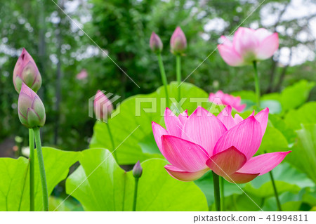 Lotus flower of Shonaiji temple, Shizuoka prefecture Izunokuni-shi Lotus flower of Shonaiji temple, Shizuoka prefecture Izunokuni-shi 41994811