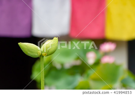 靜岡縣伊豆之國市玄武寺雙頭蓮花(芽) 靜岡縣伊豆之國市玄武寺雙頭蓮花(芽) 41994853