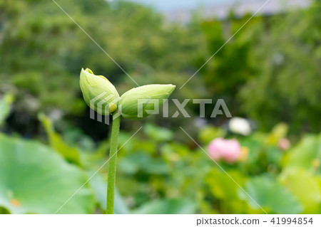 靜岡縣伊豆之國市玄武寺雙頭蓮花(芽) 靜岡縣伊豆之國市玄武寺雙頭蓮花(芽) 41994854