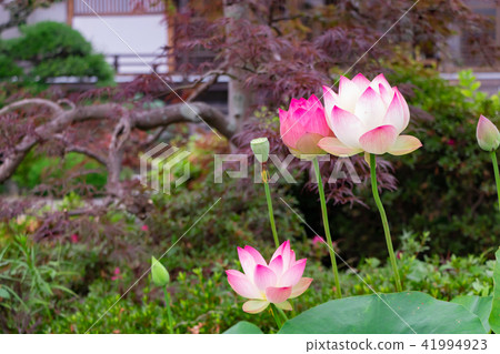 Lotus flower in Izunokuni Shizukuji prefecture Narukuji Lotus flower in Izunokuni Shizukuji prefecture Narukuji 41994923
