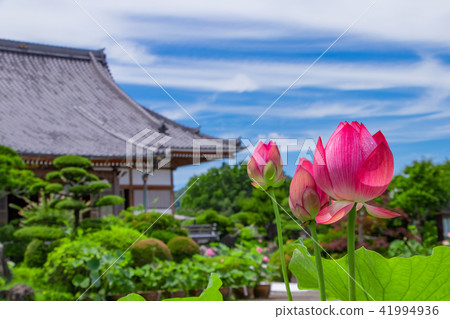 在Izunokuni Shizukuji縣Narukuji的蓮花 41994936