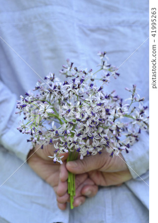 手上的紫色苦楝花 手上的紫色苦楝花 41995263