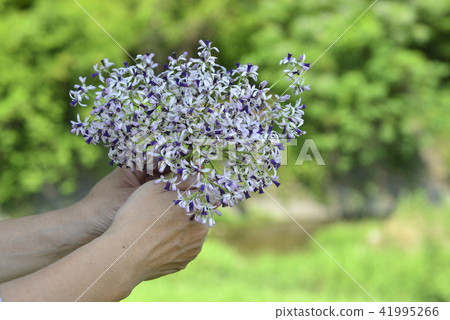 手上的紫色苦楝花 手上的紫色苦楝花 41995266