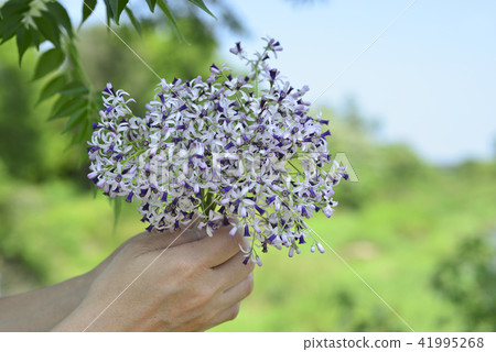 手上的紫色苦楝花 41995268