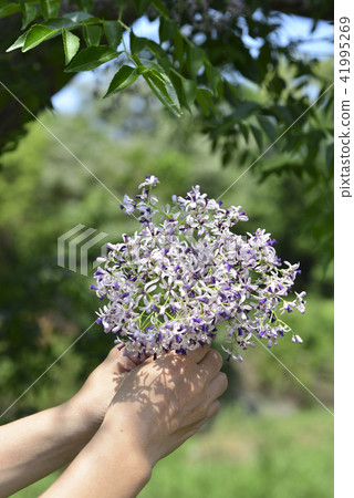 手上的紫色苦楝花 手上的紫色苦楝花 41995269