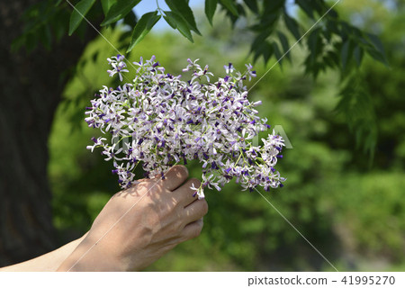 手上的紫色苦楝花 41995270