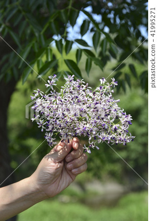 手上的紫色苦楝花 41995271