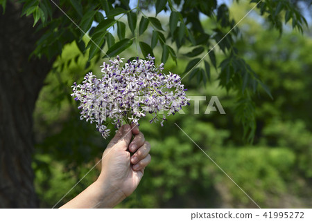 手上的紫色苦楝花 手上的紫色苦楝花 41995272