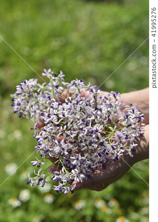 手上的紫色苦楝花 手上的紫色苦楝花 41995276