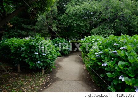 繡球花,船橋市藥用公園 繡球花,船橋市藥用公園 41995358