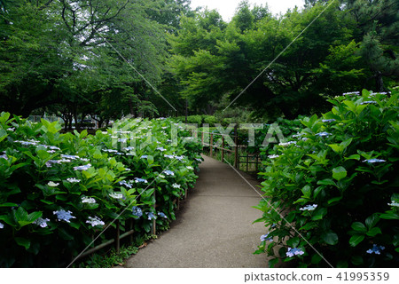繡球花，船橋市藥用公園 41995359