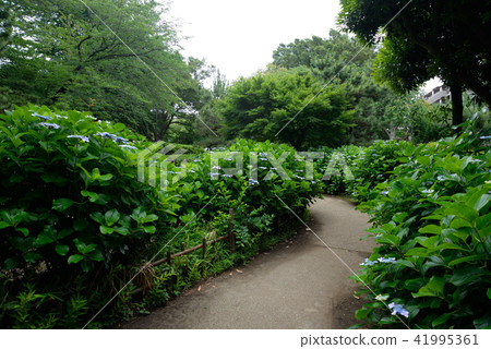 繡球花,船橋市藥用公園 繡球花,船橋市藥用公園 41995361