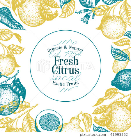 Citrus fruits banner template. Hand drawn vector fruit illustration. Engraved style. Vintage citrus Citrus fruits banner template. Hand drawn vector fruit illustration. Engraved style. Vintage citrus 41995362