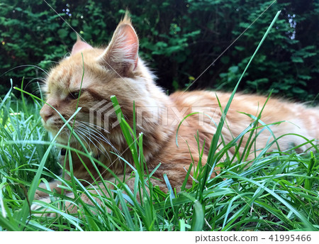 Maine Coone Kitten Maine Coone Kitten 41995466