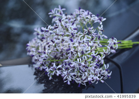 一束紫色的苦楝花 41995839