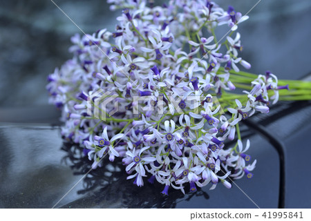 一束紫色的苦楝花 41995841