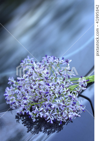 一束紫色的苦楝花 41995842