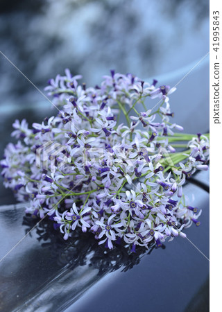一束紫色的苦楝花 41995843