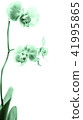 Phalaenopsis green white orchid flower in bloom 41995865