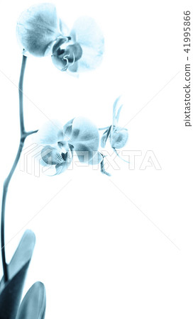 Phalaenopsis blue white orchid flower in bloom 41995866