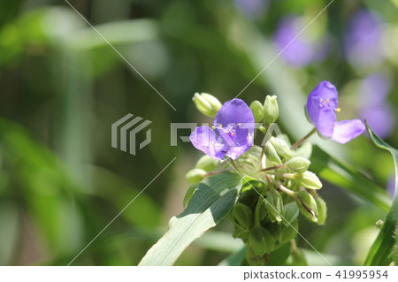  Spiderwort 41995954