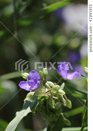  Spiderwort 41995955