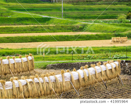 內陸機架 內陸機架 41995964