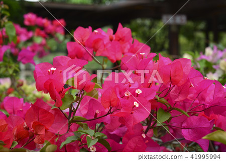 Bougainvillea planting flower 41995994