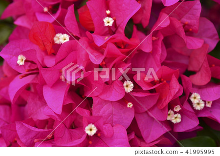 Bougainvillea planting flower 41995995
