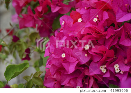 Bougainvillea planting flower 41995996