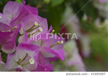 Bougainvillea planting flower 41995997