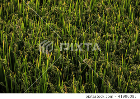 金色稻田 41996083