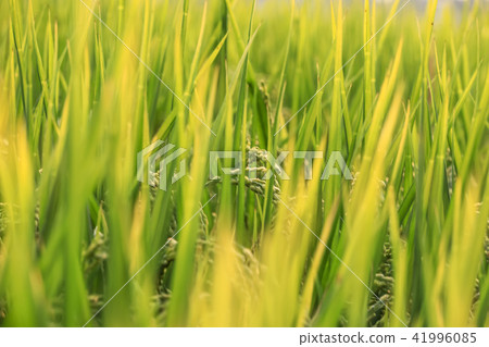金色稻田 41996085