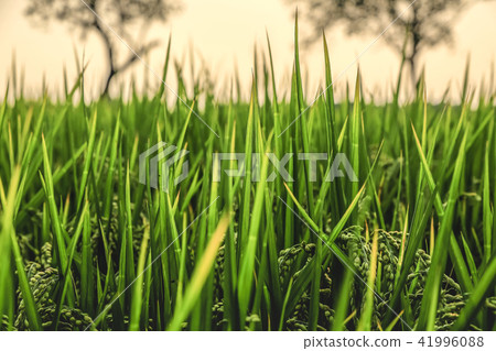 金色稻田 41996088
